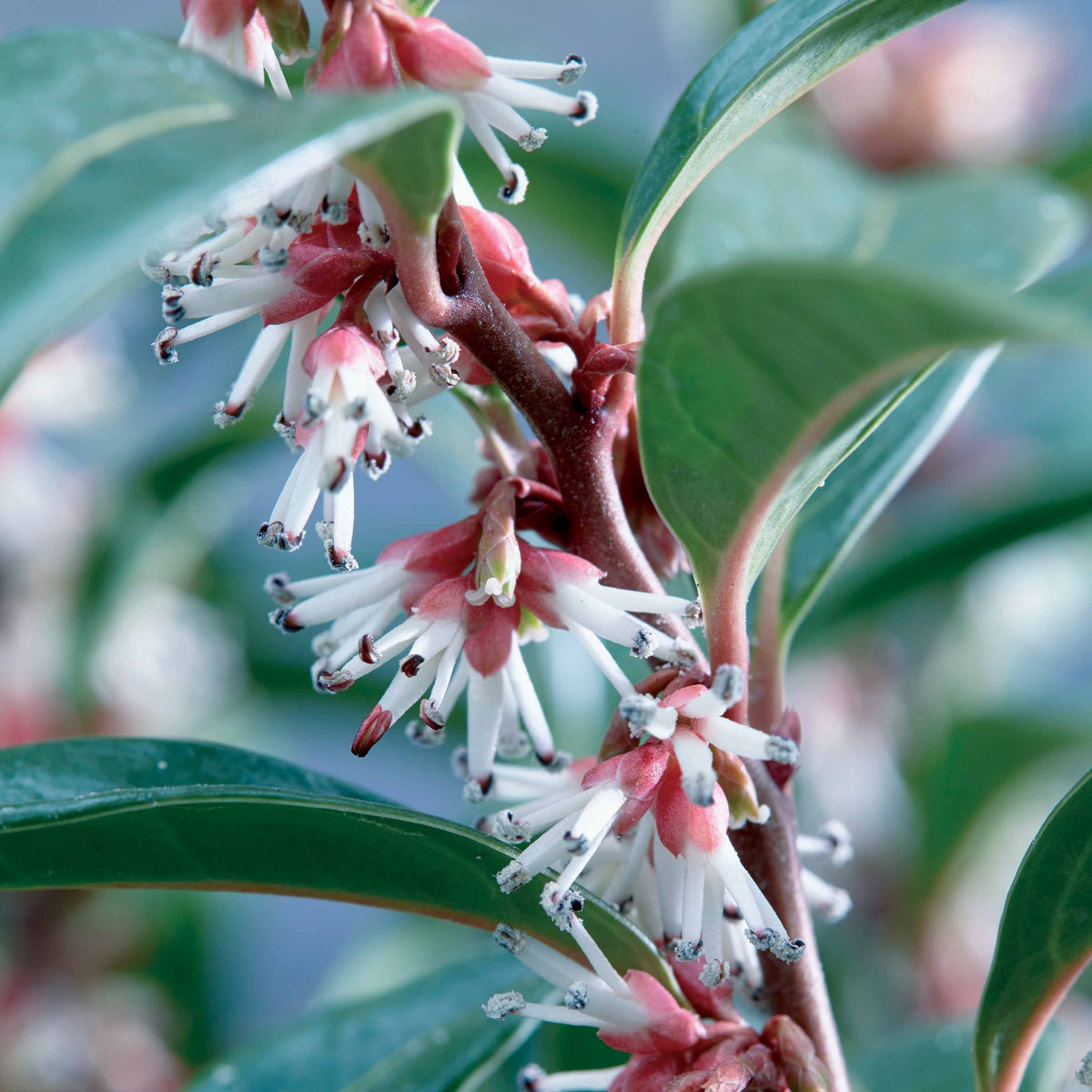 Sarcococca Winter Gem - Sarcococca Winter Gem - Willemse