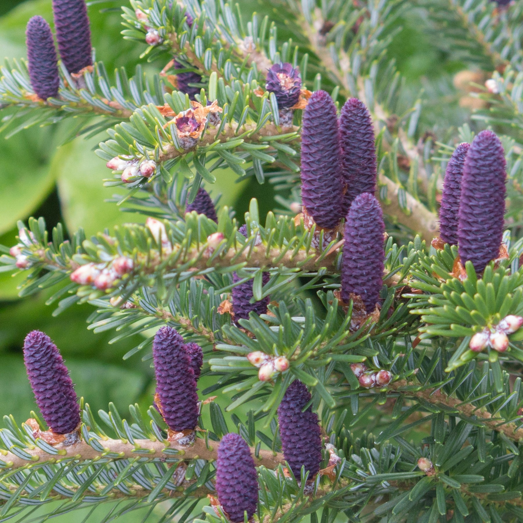 Sapin de Corée - Abies koreana - Plantes