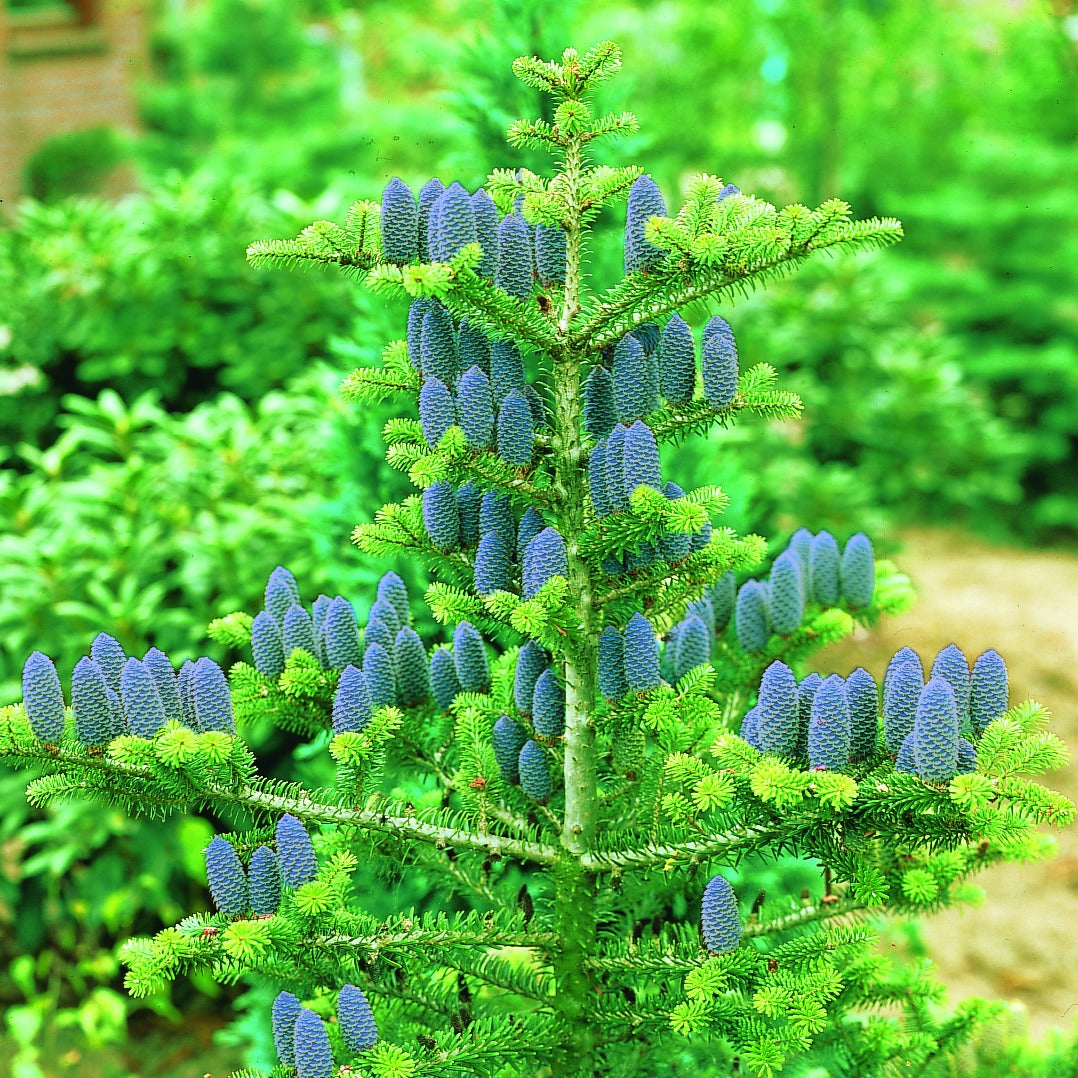 Sapin de Corée - Abies koreana - Arbres