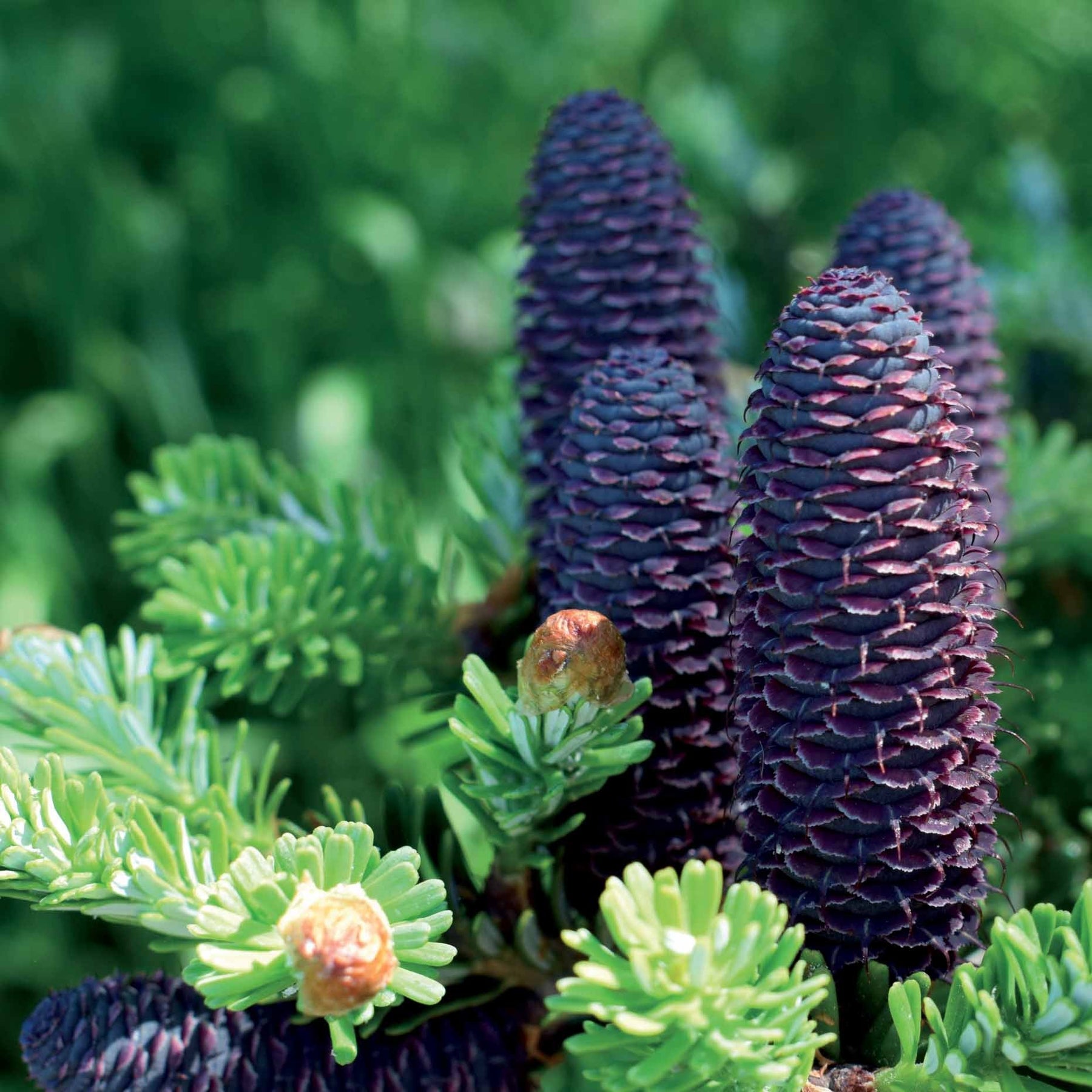 Sapin de Corée - Abies koreana - Conifères