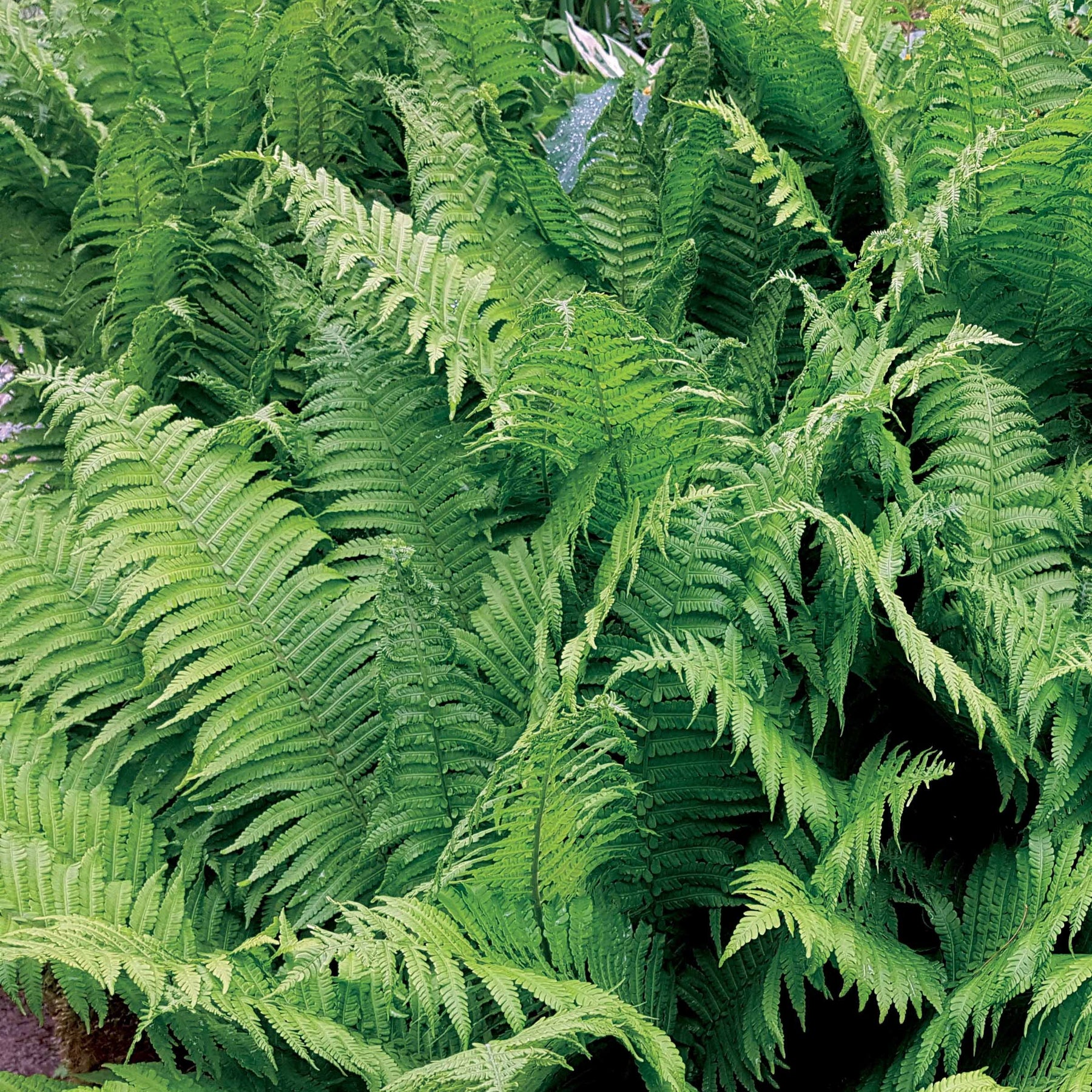 2 Fougères Plume d'autruche - Matteucia struthiopteris - Plantes