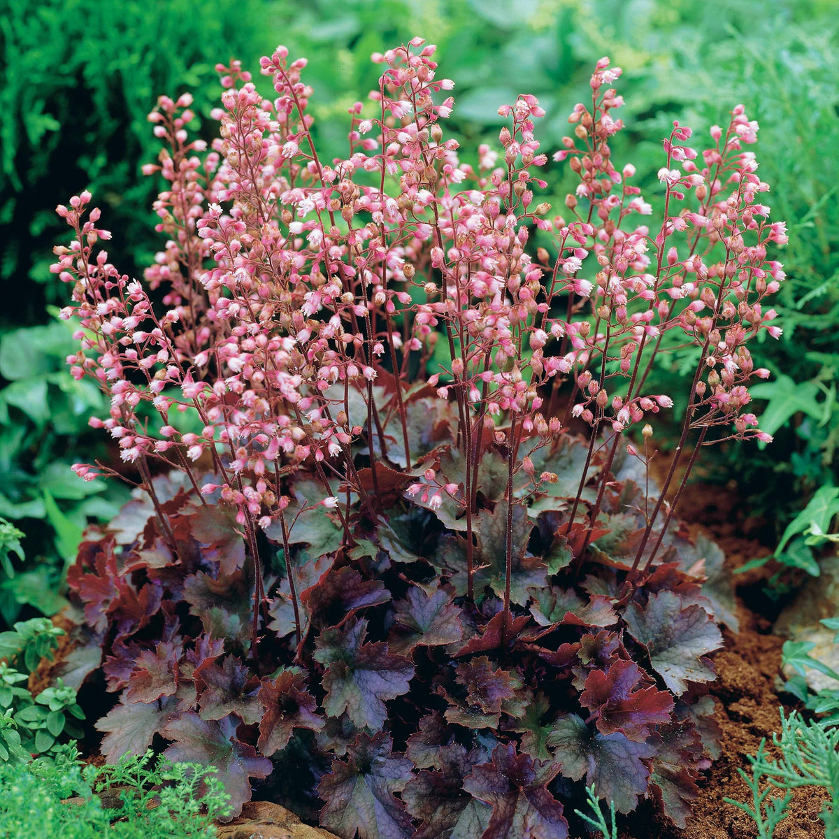 Heuchère Cassis - Heuchera - Willemse
