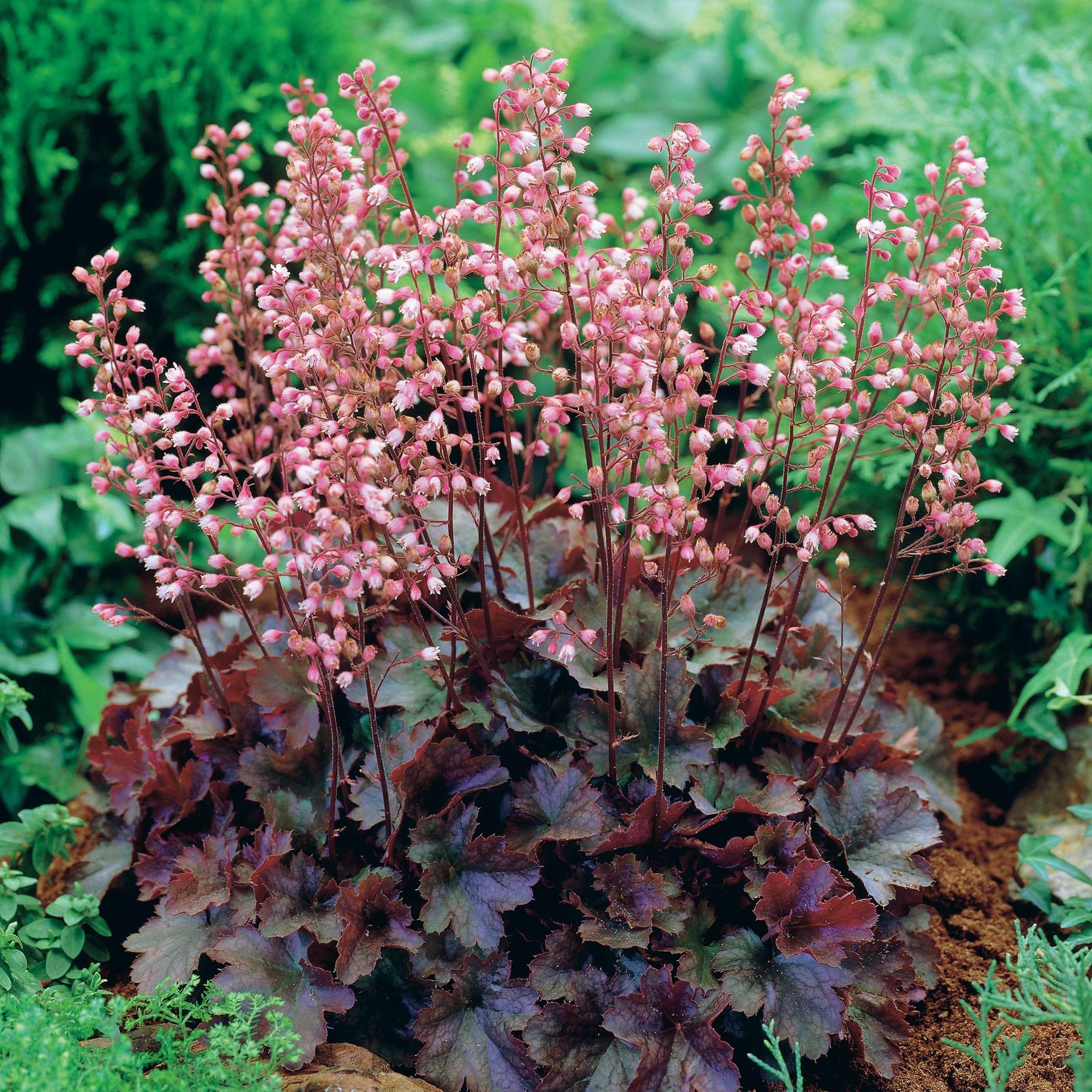 Heuchère Cassis - Heuchera - Plantes