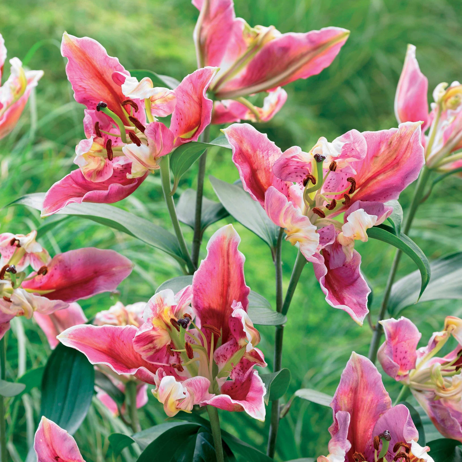 2 Lis Pink Parrot Carriba - Lilium pink parrot carriba - Plantes