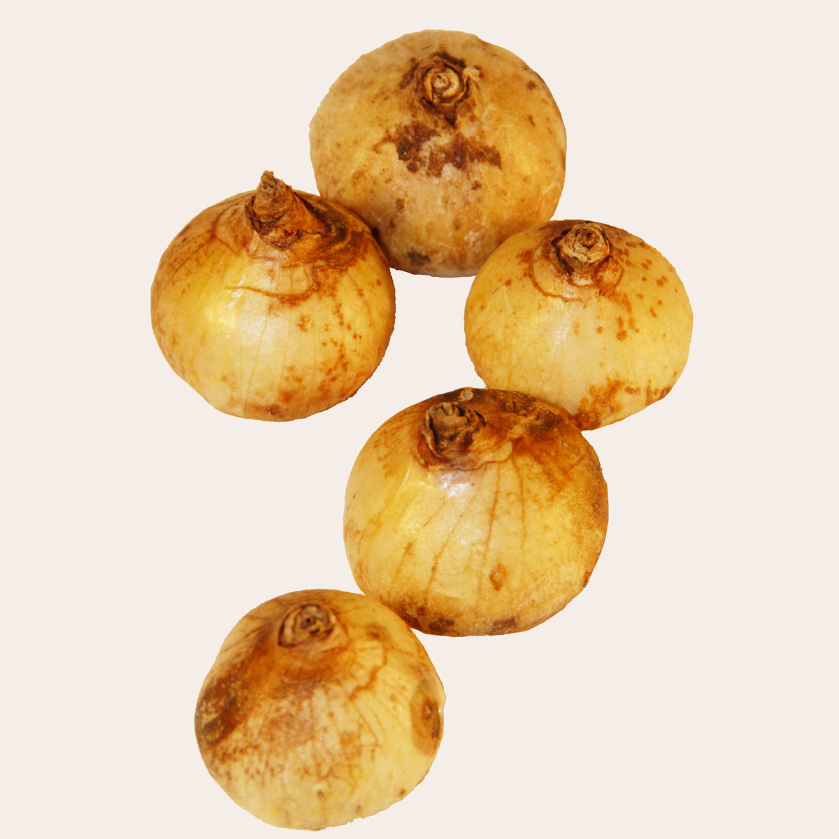 10 Dichelostemma congestum - Dichelostemma congestum - Willemse