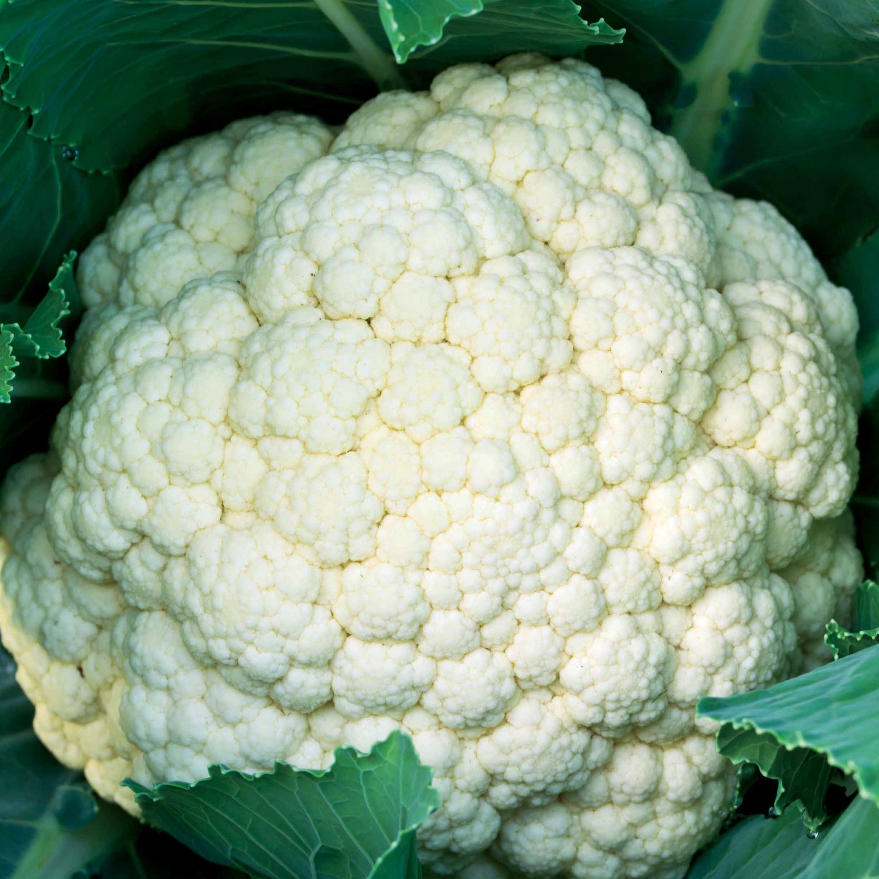 Chou-fleur Synergy F1 - Brassica oleracea synergy f1 - Potager