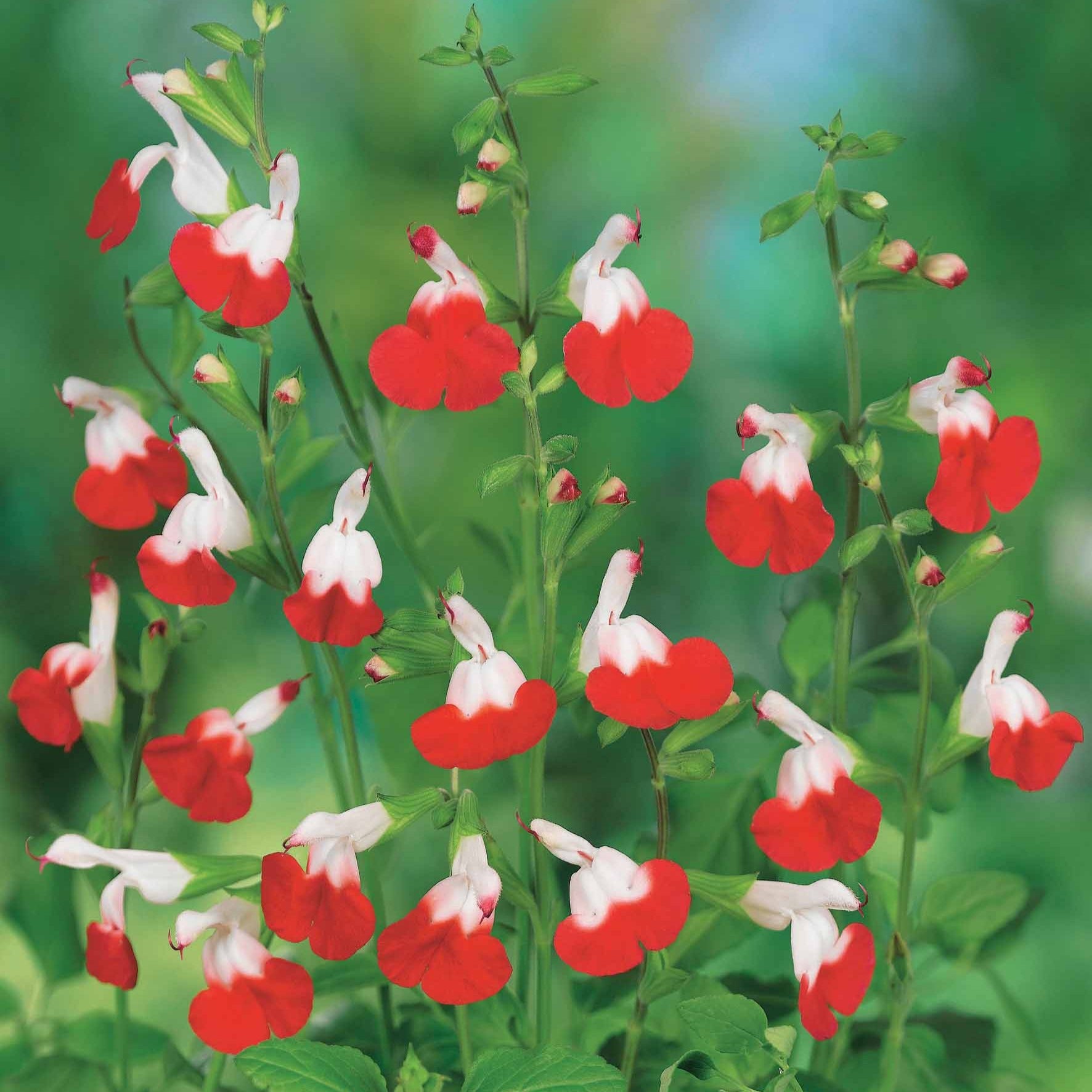 2 Sauge Hotlips - Salvia microphylla hotlips (grahamii) - Plantes