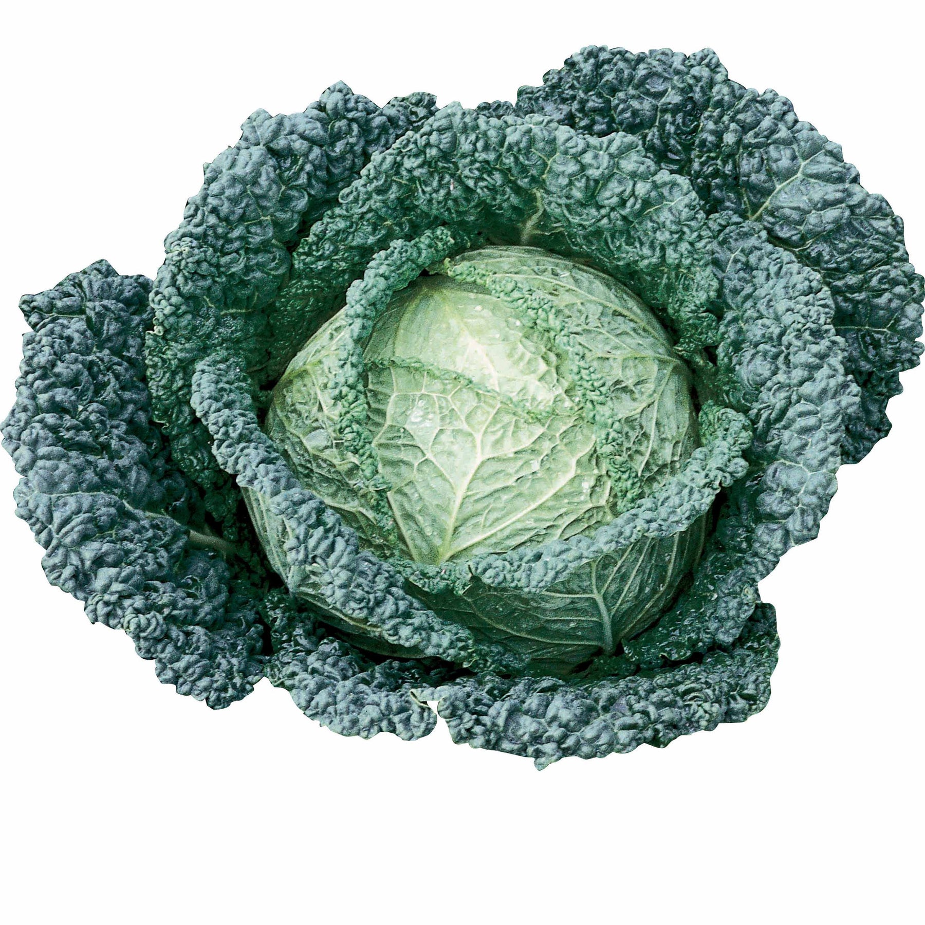 Chou de Milan Capriccio F1 - Brassica oleracea sabauda capriccio f1 - Potager