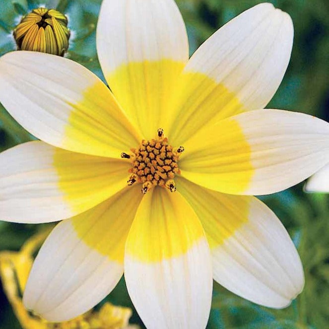 3 Bidens jaunes - Bidens ferulifolia taka tuka - Plantes