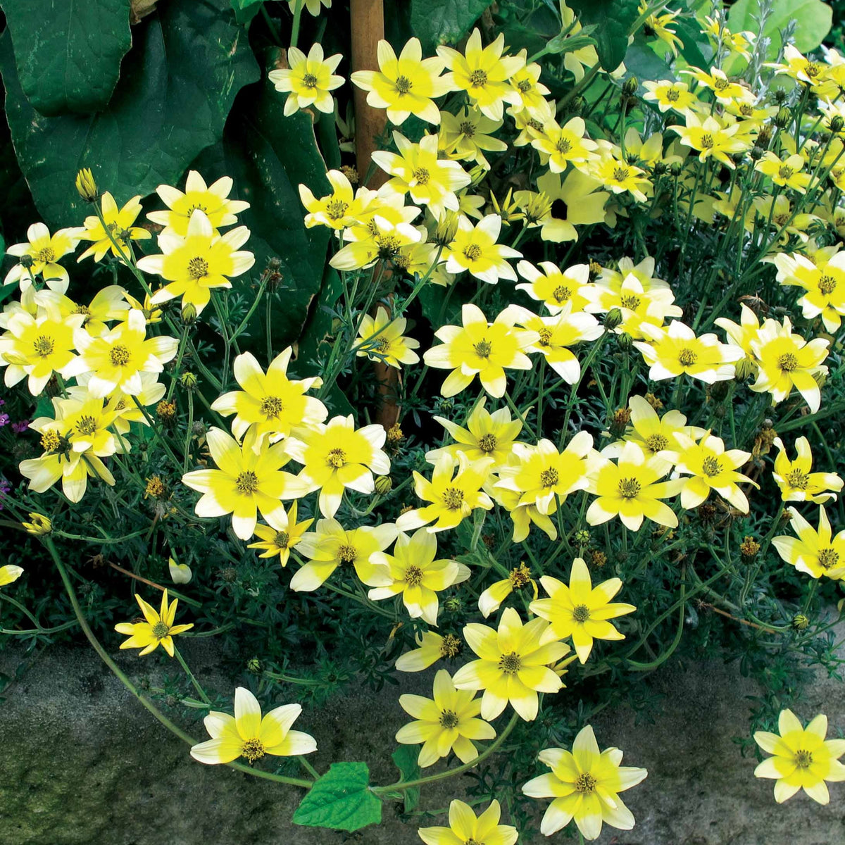 3 Bidens jaunes - Bidens ferulifolia taka tuka - Willemse