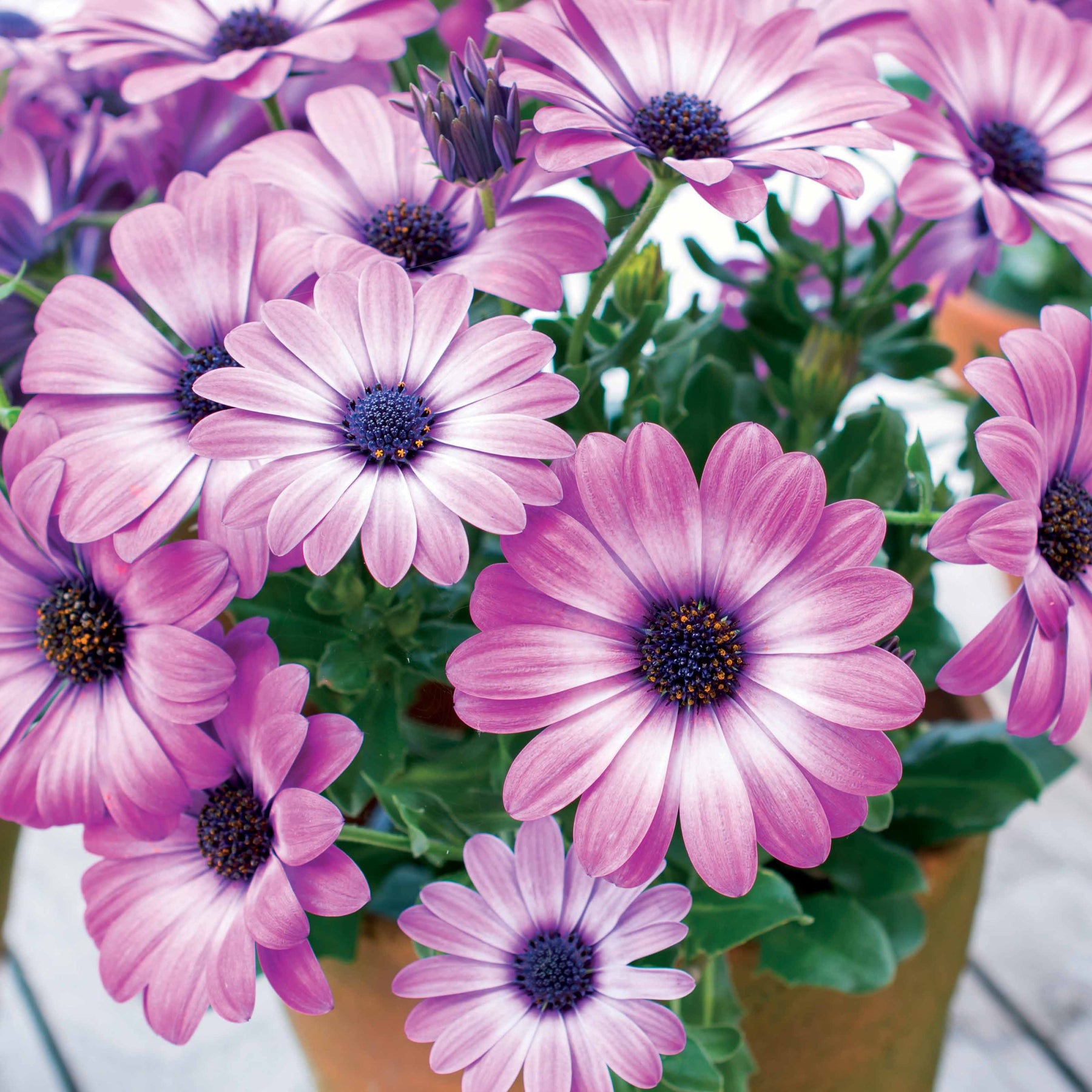 3 Marguerites du Cap Pink flave - Osteospermum margarita pink flave - Plantes vivaces