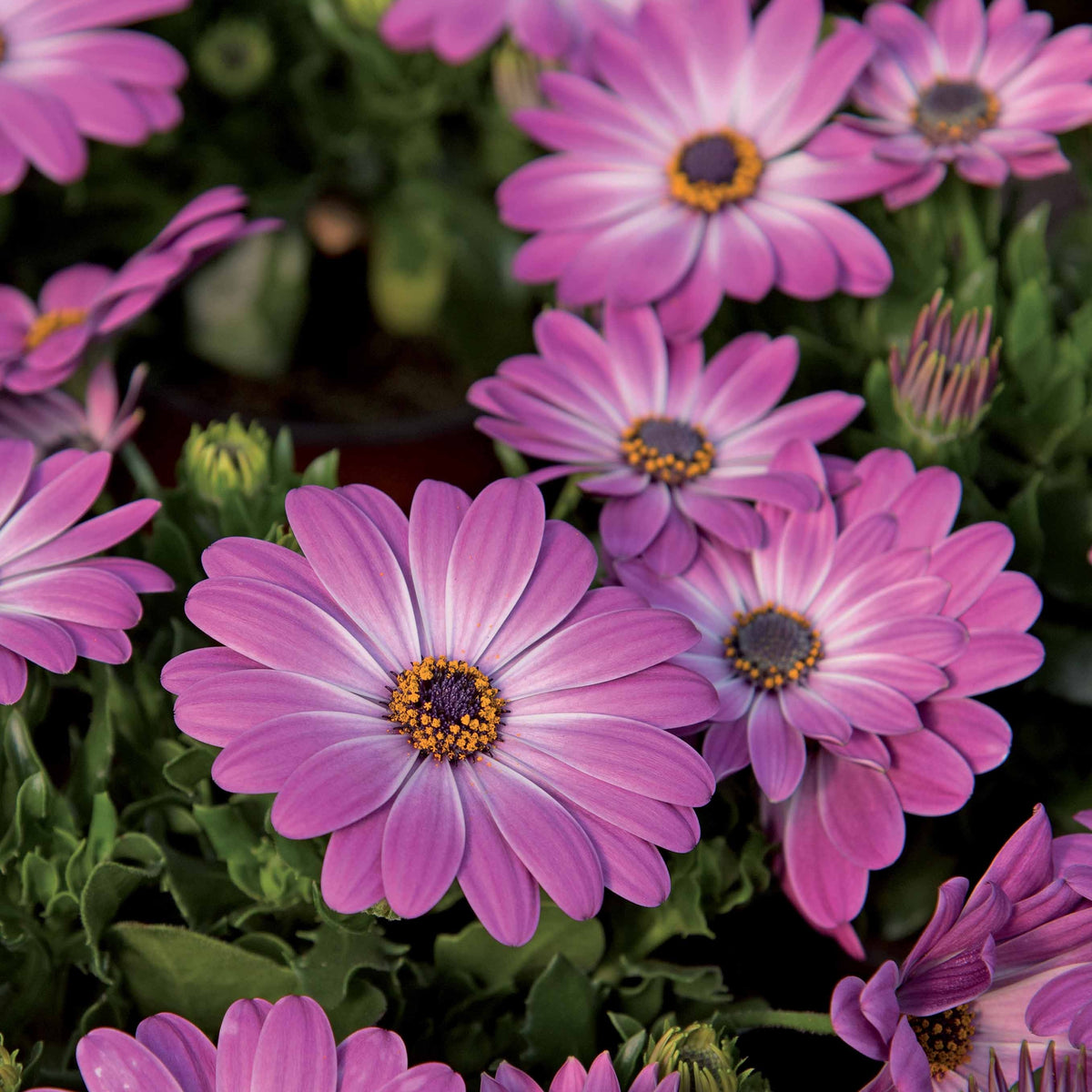 3 Marguerites du Cap Pink flave - Osteospermum margarita pink flave - Willemse