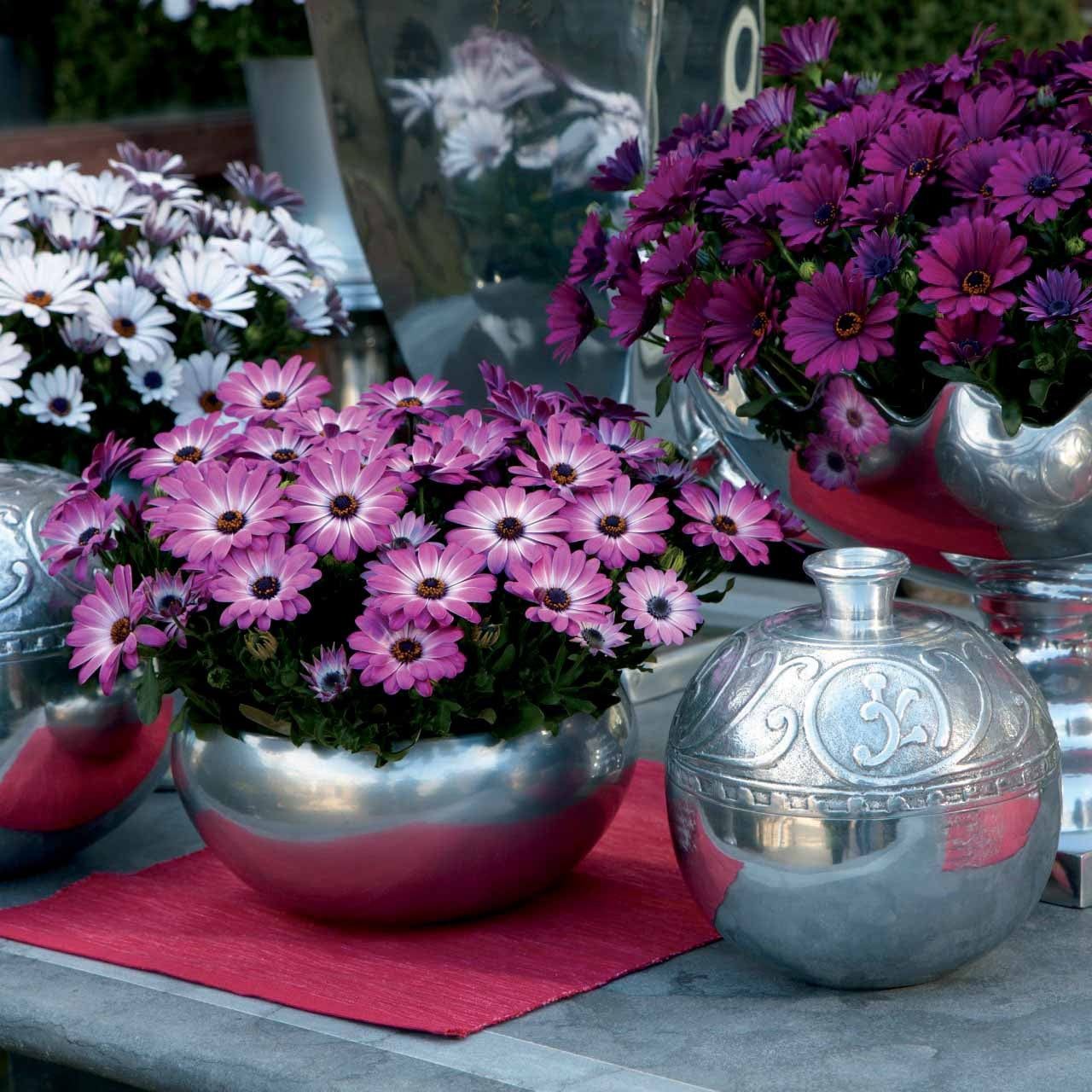 3 Marguerites du Cap blanches - Osteospermum margarita white - Plantes vivaces