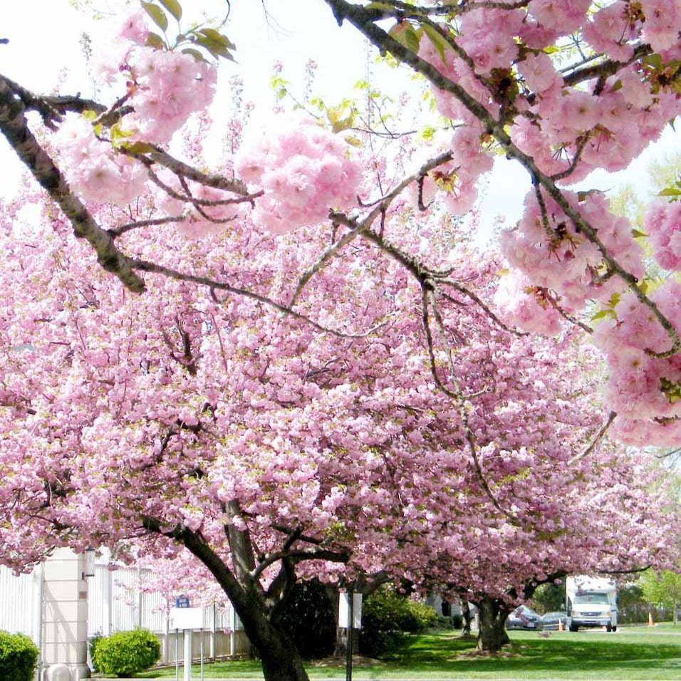 Cerisier à fleurs Kanzan - Prunus serrulata Kanzan - Willemse