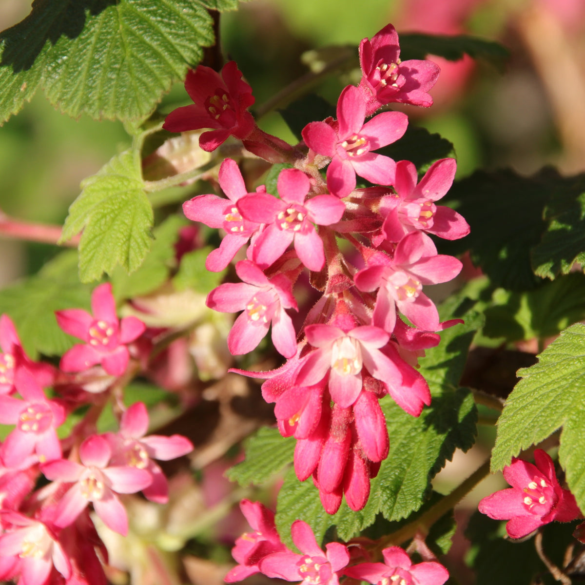 Groseillier à fleurs King Edward VII - Ribes sanguineum King Edward VII - Willemse