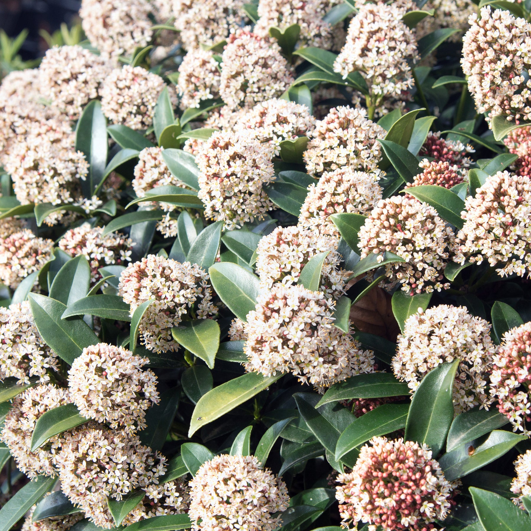 Skimmia du Japon - Skimmia japonica - Plantes