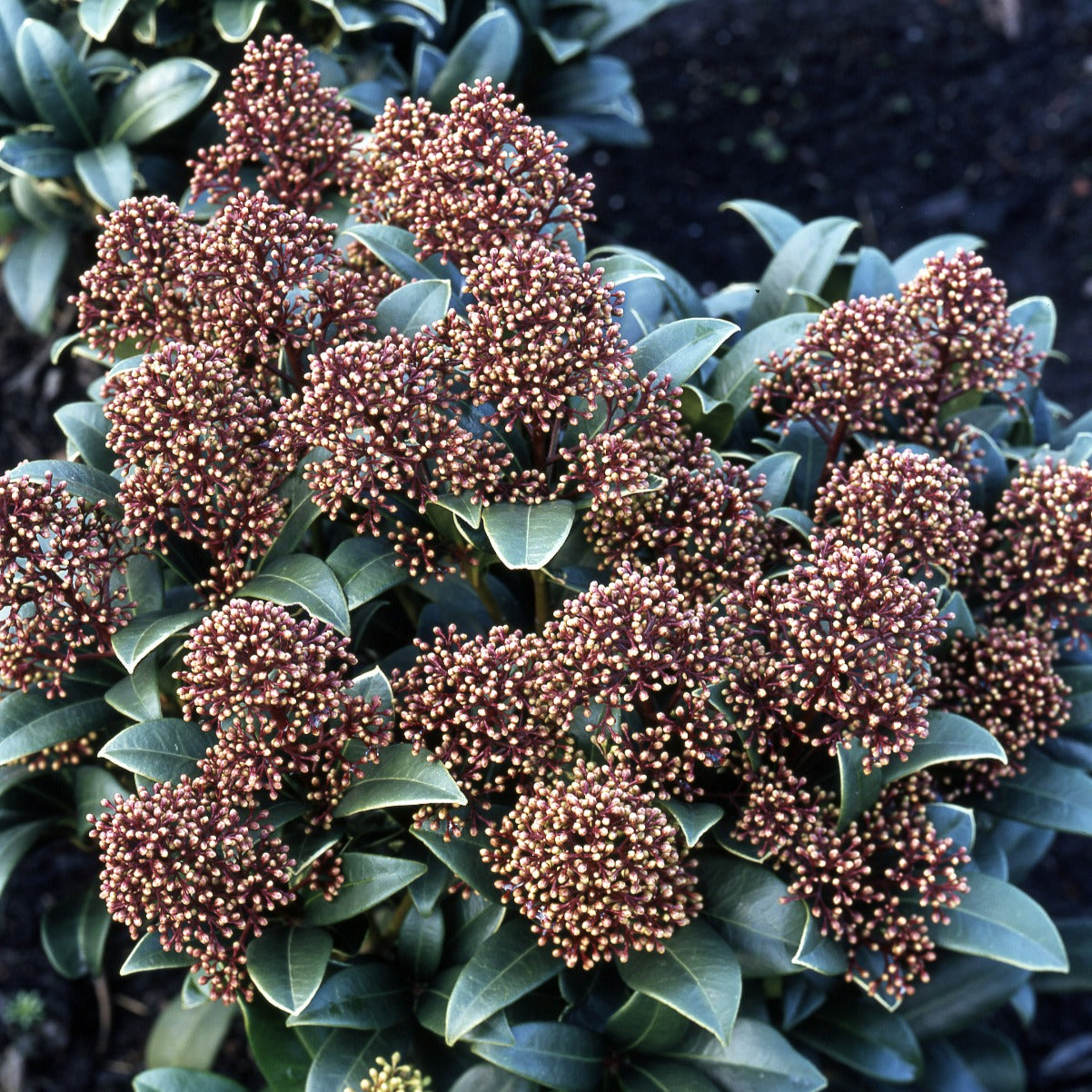 Skimmia du Japon - Skimmia japonica - Arbustes