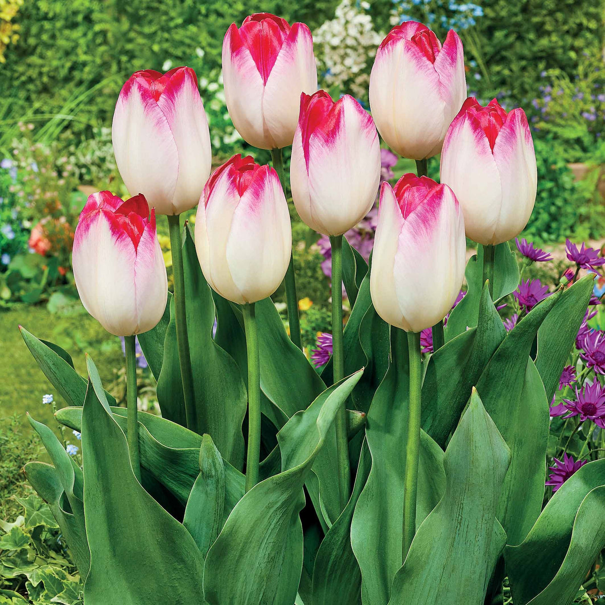 10 Tulipes Supri Erotic - Tulipa supri erotic - Plantes