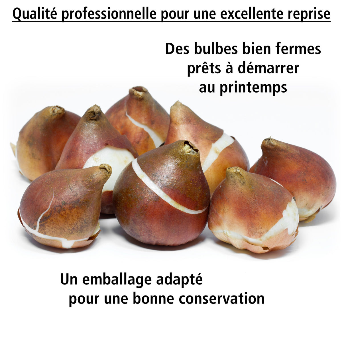 10 Tulipes Supri Erotic - Tulipa supri erotic - Willemse