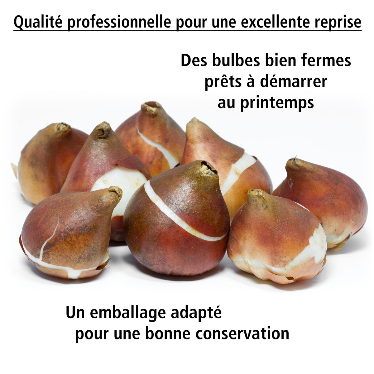 10 Tulipes triomphe Belleville - Tulipa triomphe belleville - Willemse