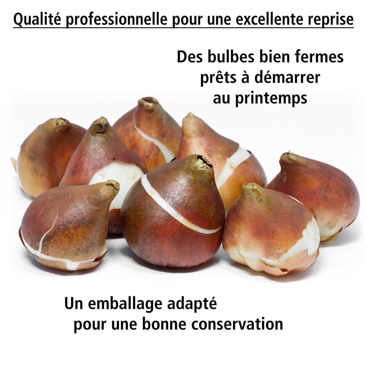 10 Tulipes triomphe Blue Beauty - Tulipa triomphe blue beauty - Willemse