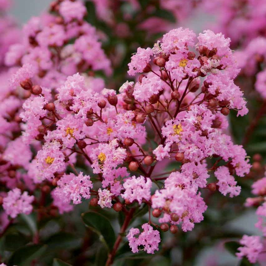 Lilas des indes Eveline - Lagerstroemia indica Eveline - Willemse