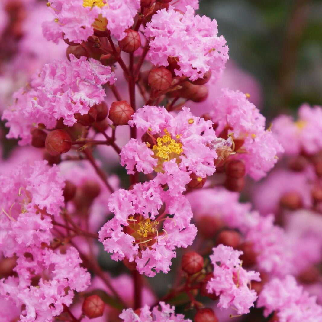 Lilas des indes Eveline - Lagerstroemia indica eveline