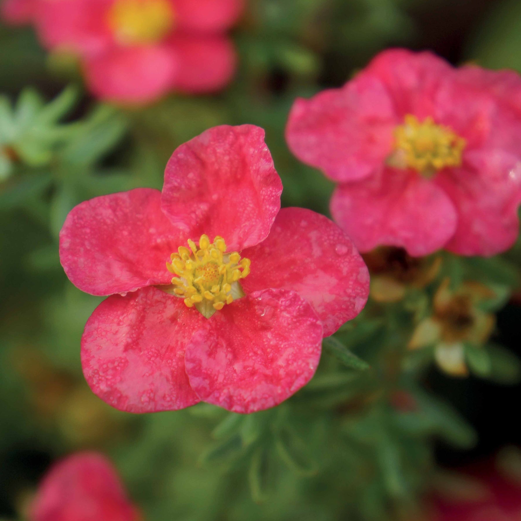 Potentille Danny Boy - Potentilla fruticosa danny boy - Potentilles