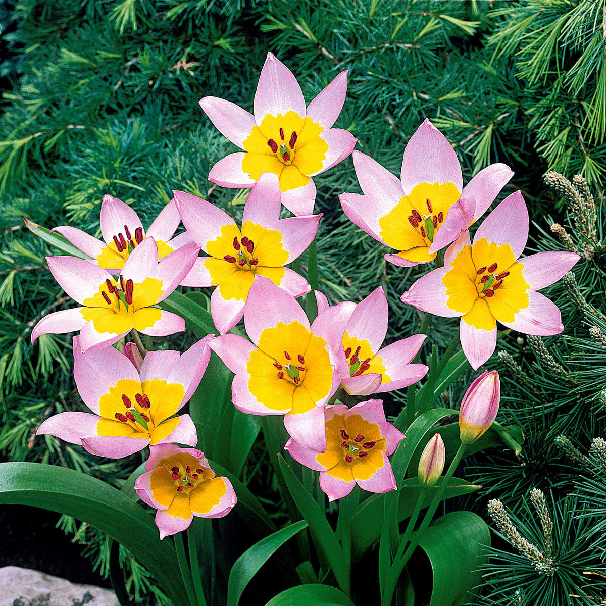 10 Tulipes botaniques Lilac Wonder - Tulipa lilac wonder - Willemse