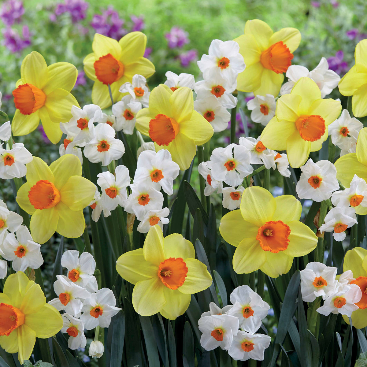 Collection de 16 Narcisses Red Devon et Geraniums - Narcissus (red devon + geranium) - Plantes