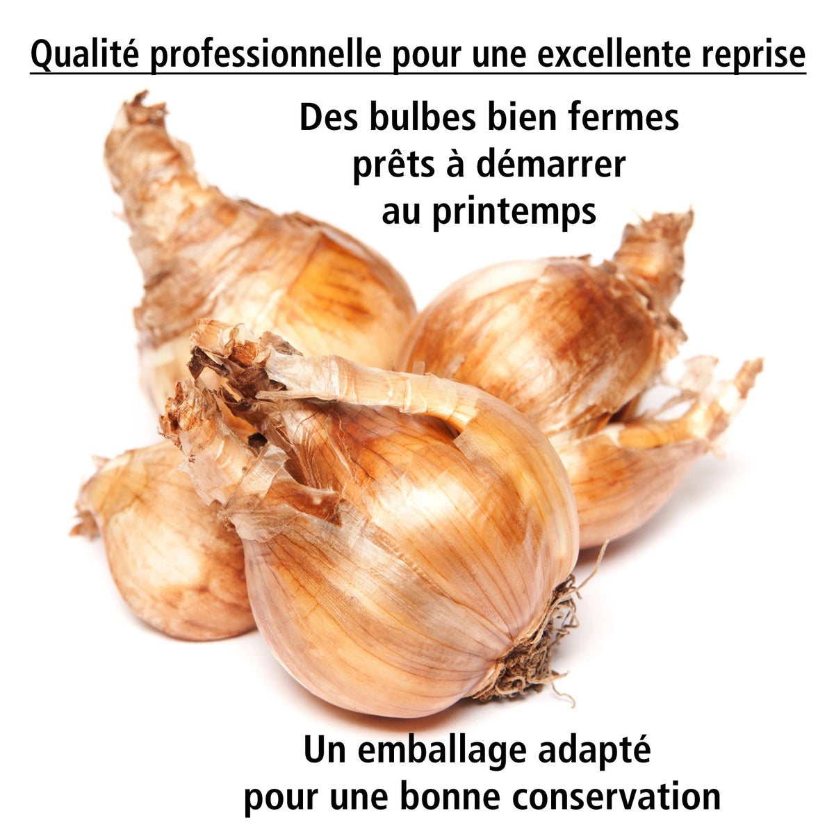 Collection de 16 Narcisses Red Devon et Geraniums - Narcissus (red devon + geranium) - Willemse