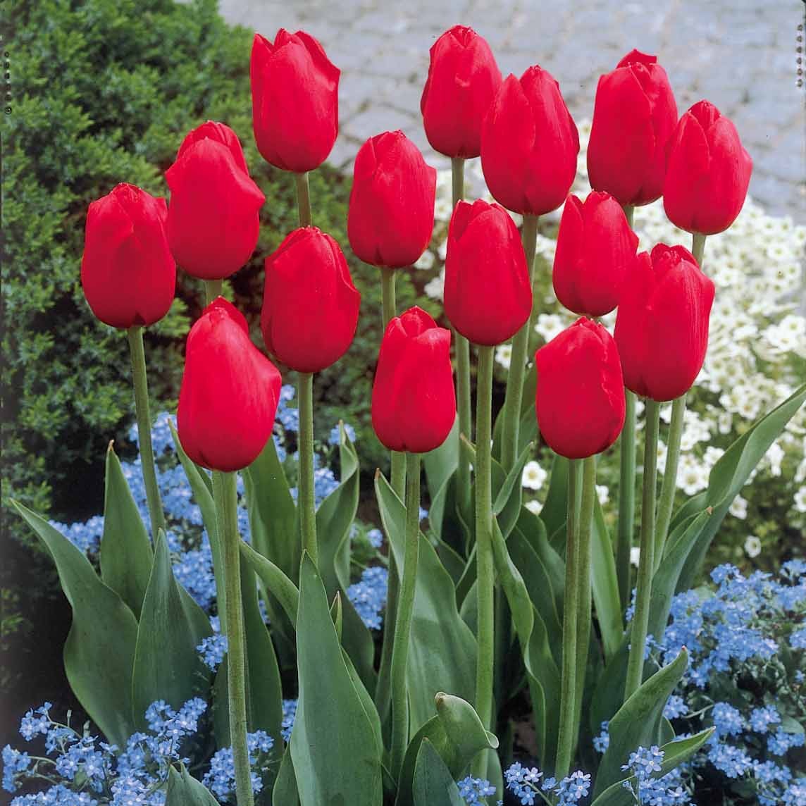 5 Tulipes longues tiges rouges - Tulipa - Plantes