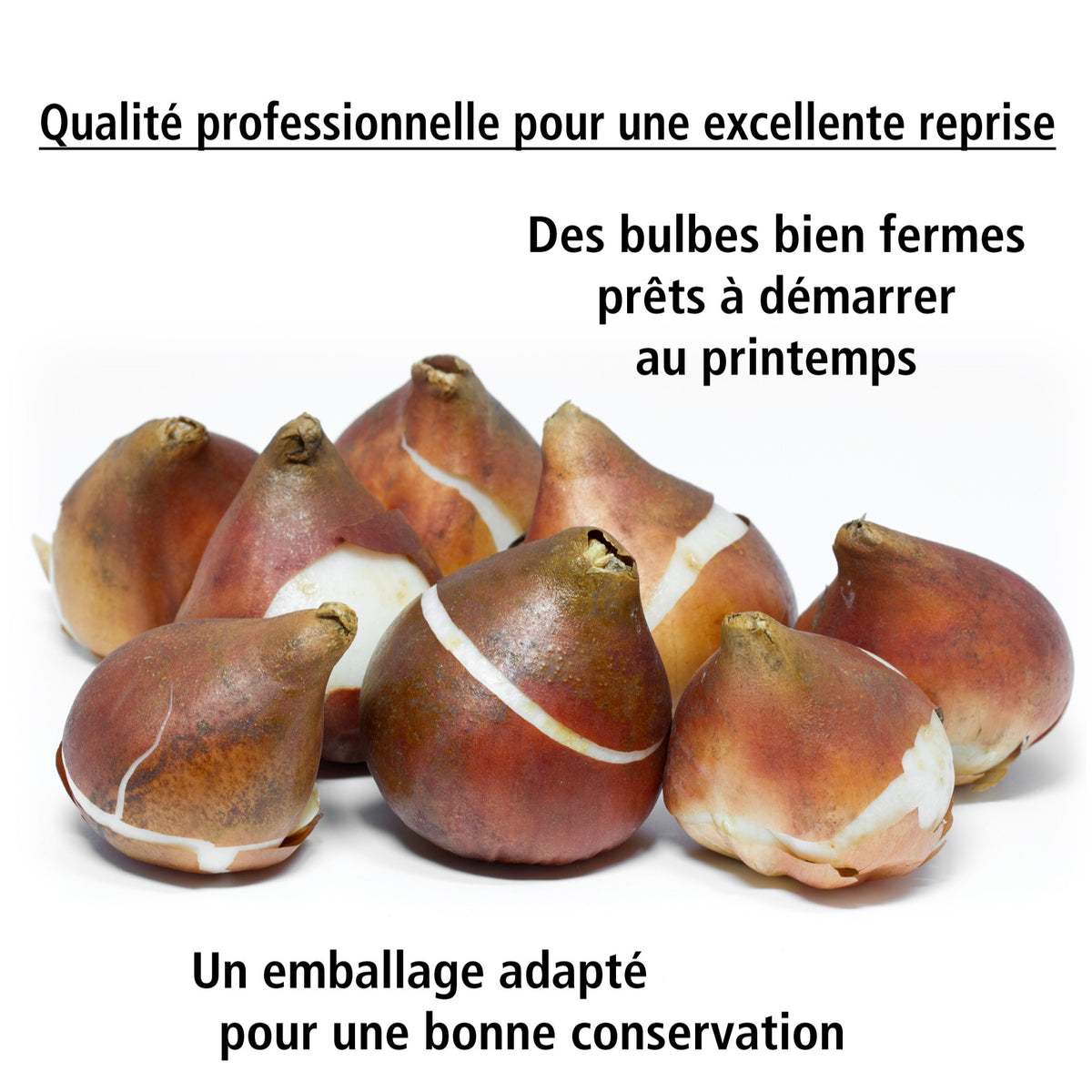 5 Tulipes longues tiges jaunes - Tulipa - Willemse