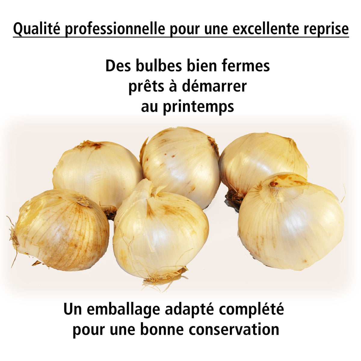 10 Alliums Rosy Dream - Allium carolinianum rosy dream - Willemse