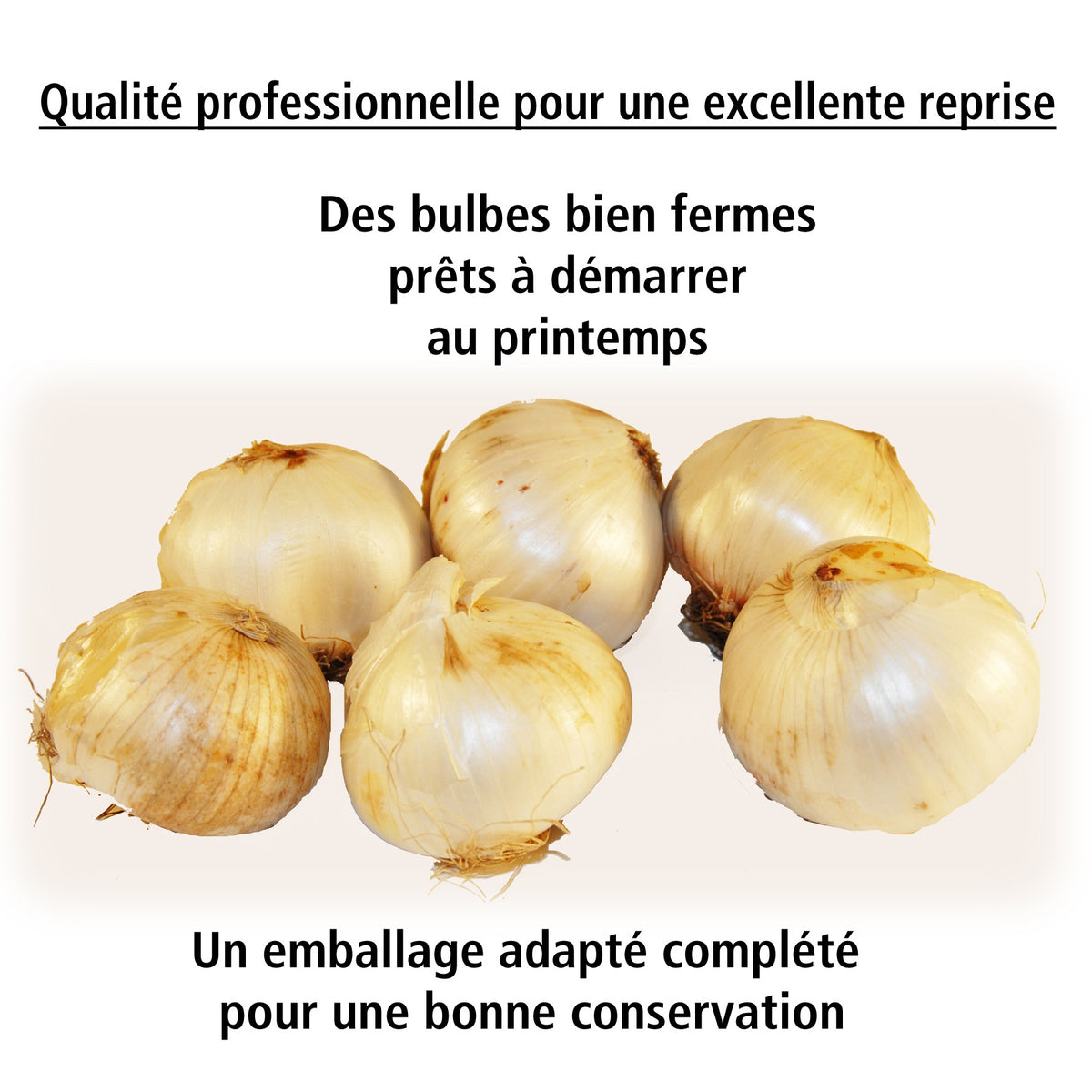 10 Alliums Graceful Beauty - Allium graceful beauty - Willemse