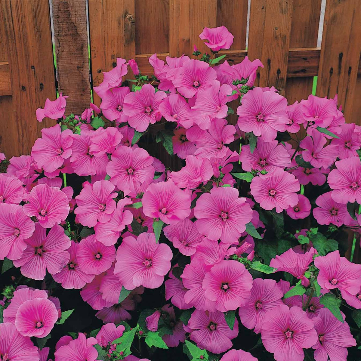 2 Lavatères - Lavatera - Willemse