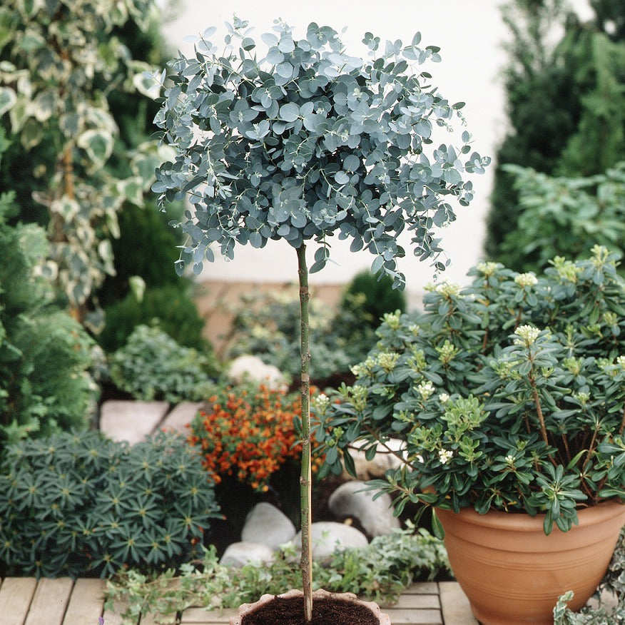 Eucalyptus sur tige - Eucalyptus baby blue - Plantes