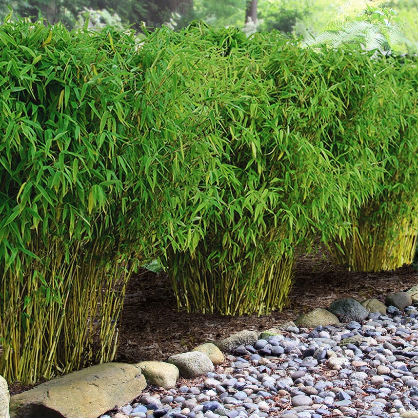 Bambou de haie non-traçant - Fargesia murielae - Plantes