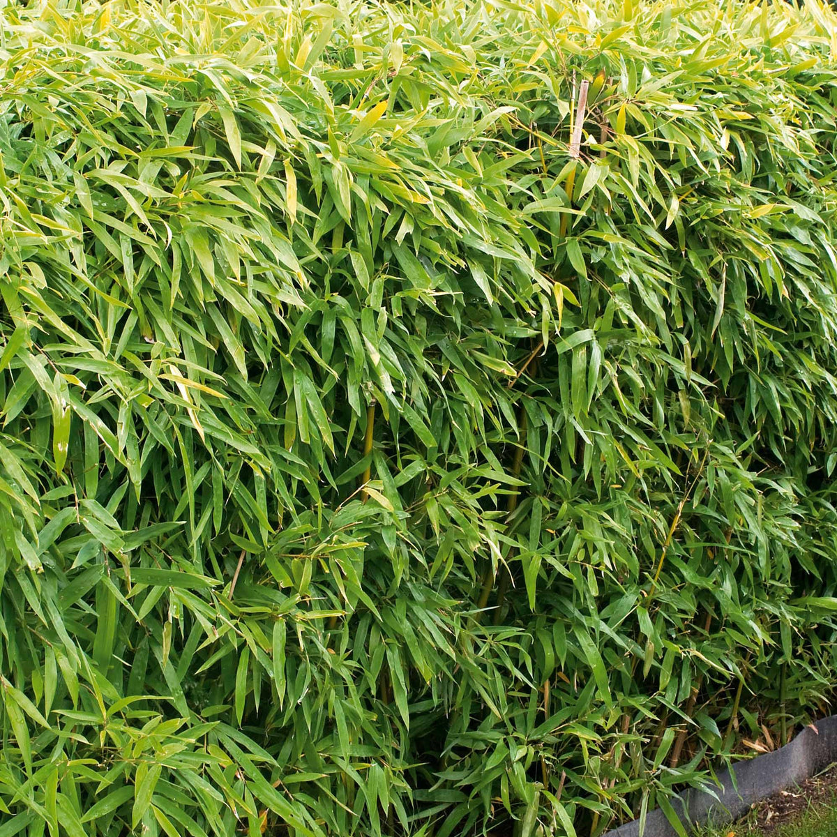 Bambou de haie non-traçant - Fargesia murielae - Arbustes
