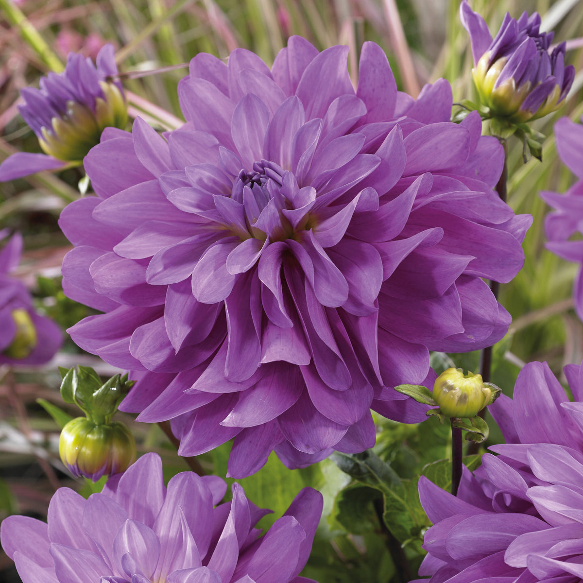 3 Dahlias Bluetiful - Dahlias bluetiful - Bulbes à fleurs