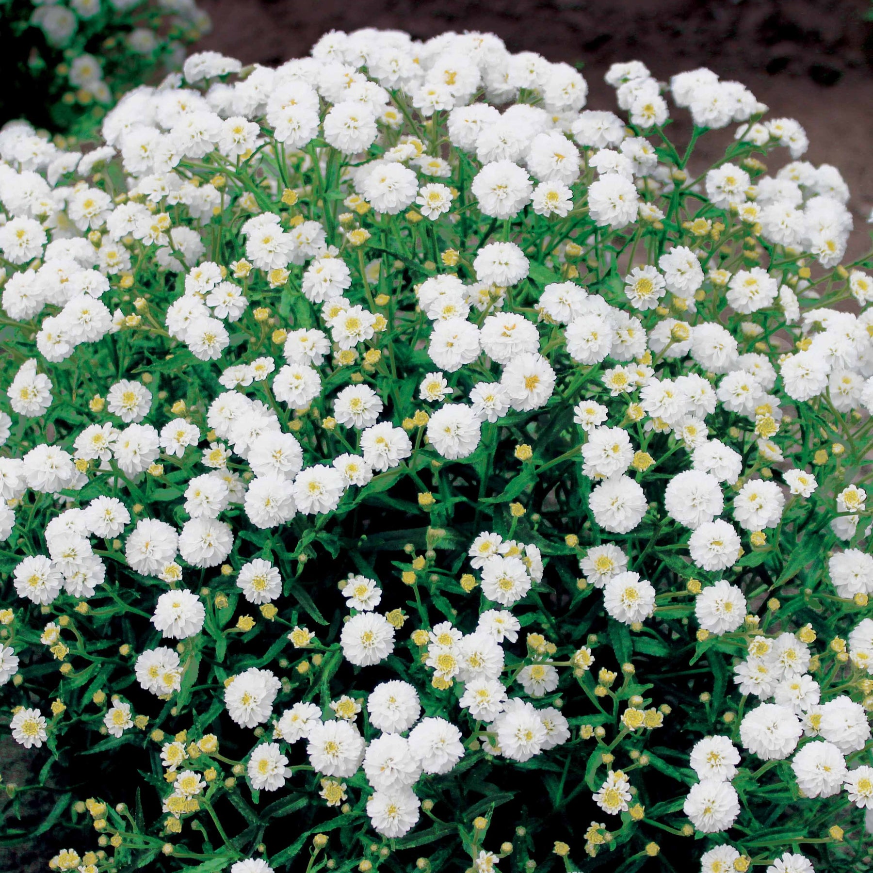 3 Achillées Diadem - Achillea ptarmica diadem - Plantes vivaces