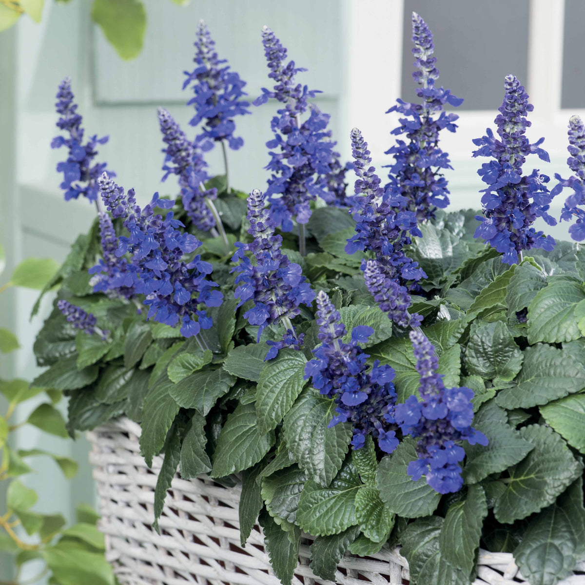 3 Sauge Mysty - Salvia mysty - Willemse