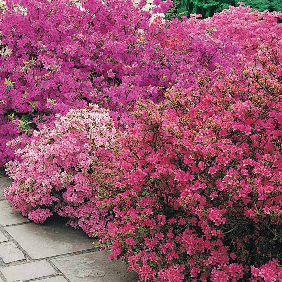 Azalée du Japon violette - Azalea japonica purple - Arbustes