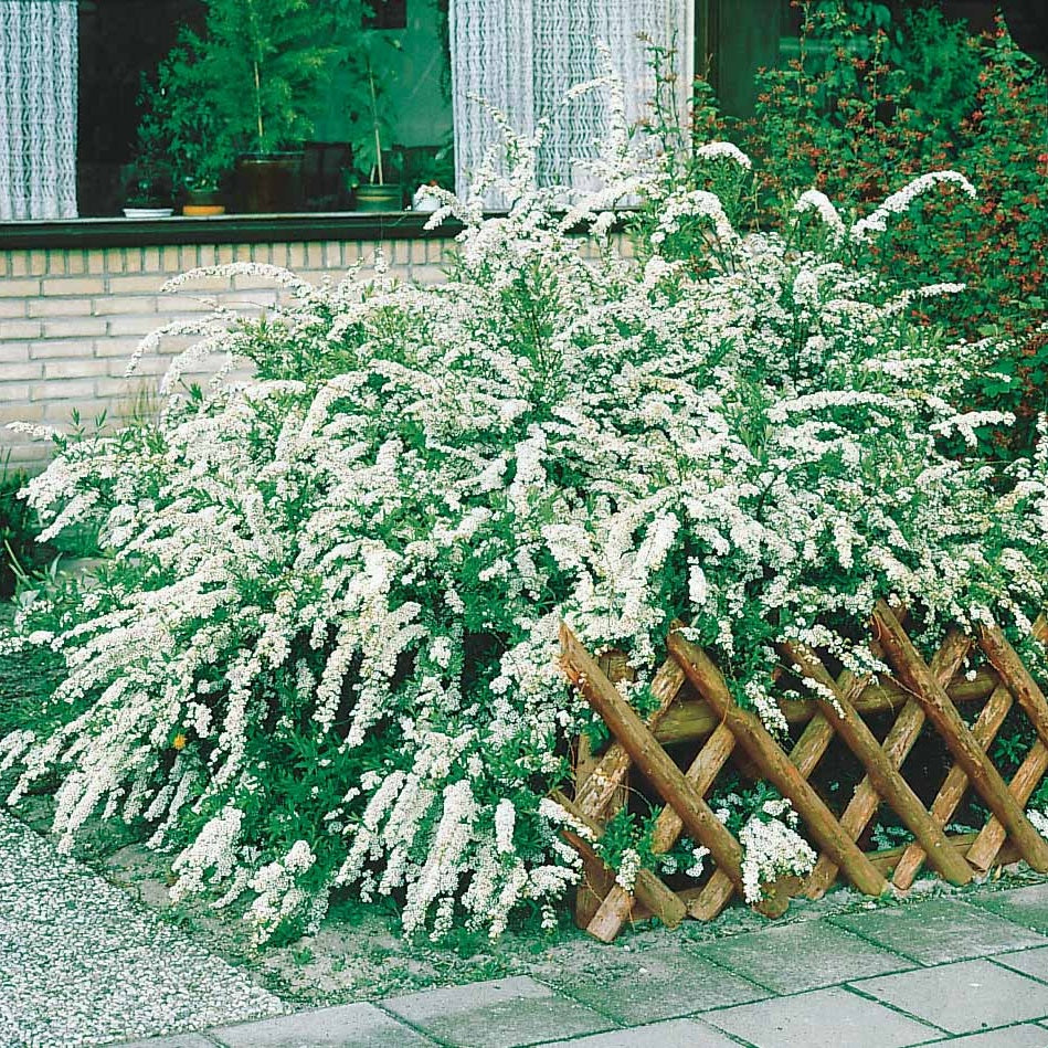 Spirée du Japon Snowmound - Spiraea nipponica snowmound - Plantes