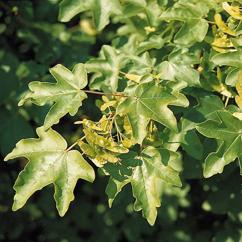 Haie de 10 Erables champêtre - Acer campestre - Erable