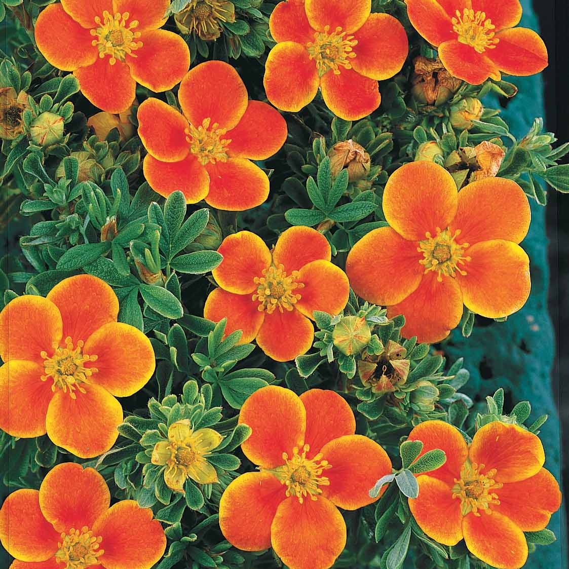 Potentille Hopley's Orange - Potentilla fruticosa hopley's orange - Plantes