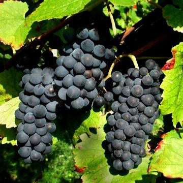 Vigne Pinot - Vitis vinifera pinot - Plantes