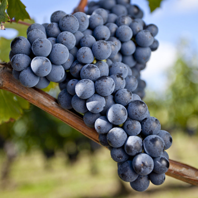 Vigne Merlot - Vitis vinifera merlot - Plantes