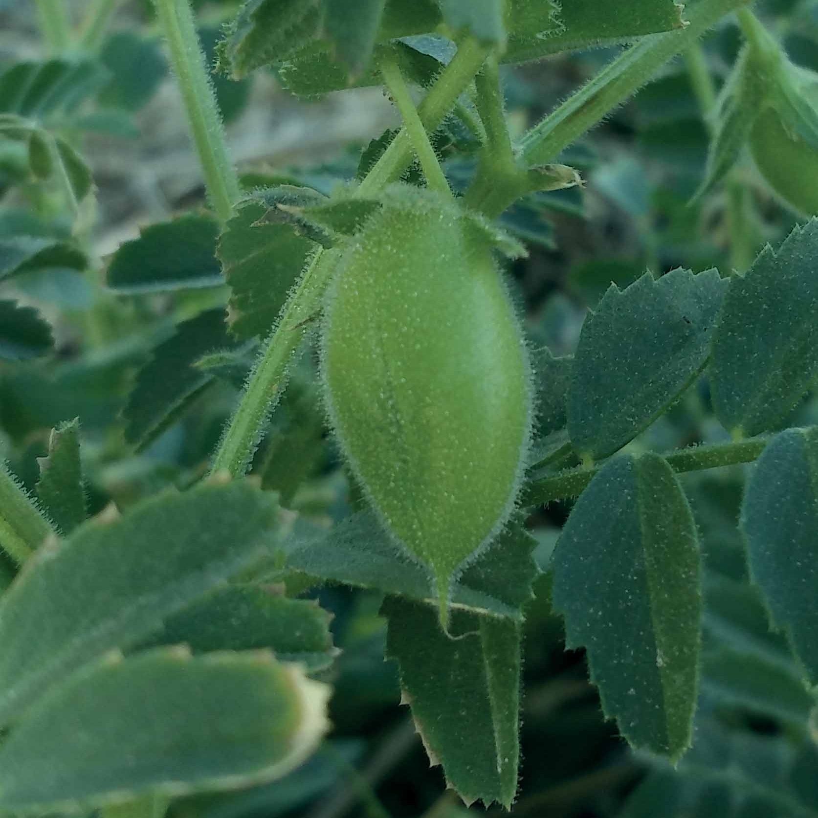 Pois-chiche - Cicer arietinum - Graines de fruits et légumes