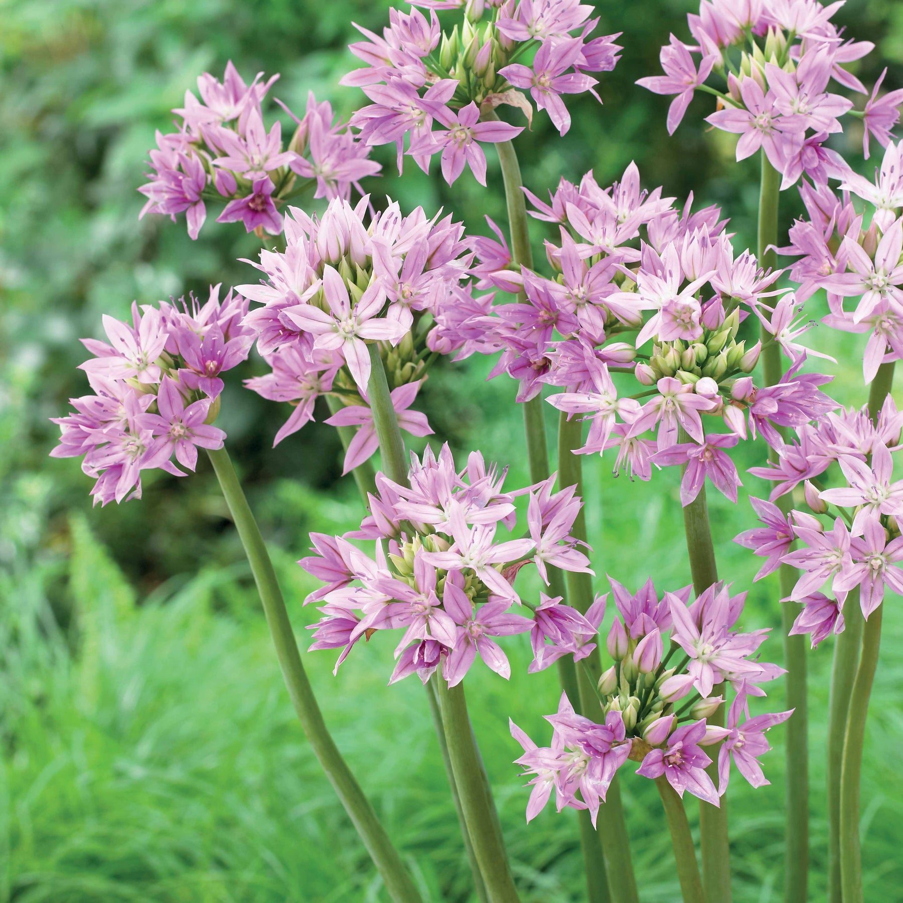 20 Alliums Eros - Allium eros - Plantes